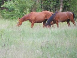 Chevaux